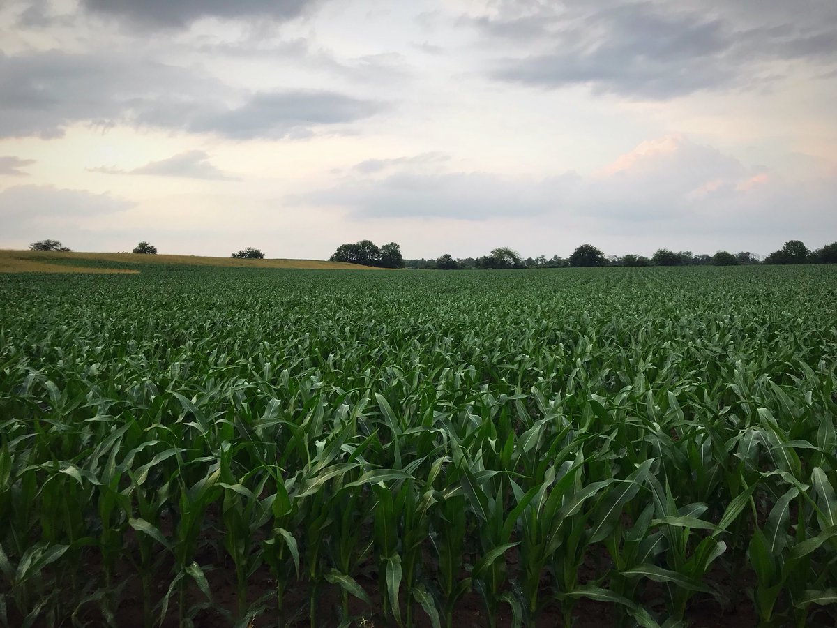 Cody Kirkpatrick tweet media