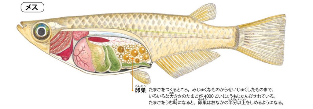 過抱卵メダカへの対処と経過まとめ