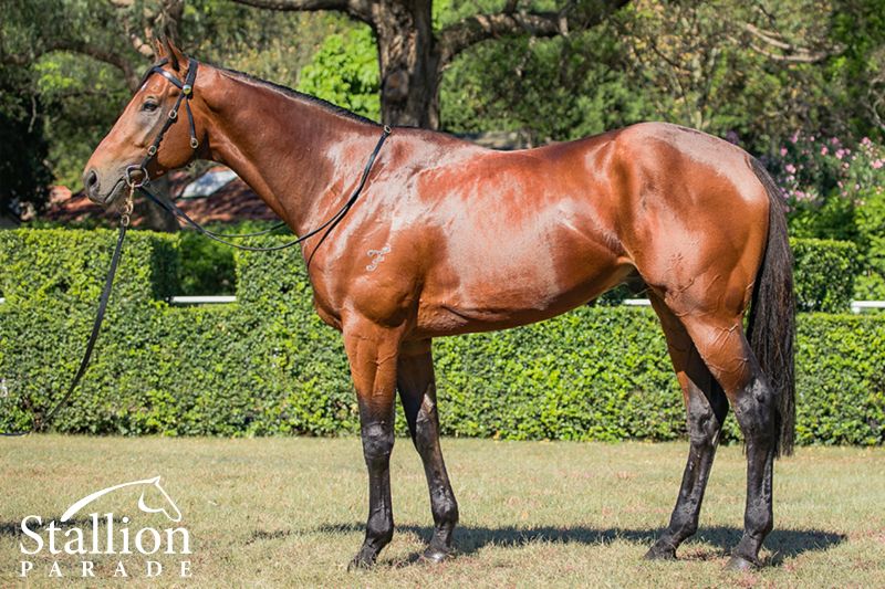 Stallion_Parade's tweet photo. 🔴⚫ .@riverbankfarm1 are standing 5️⃣ stallions in 2018 - including @winx_horse's half brother #BoulderCity. A son of champion sire #Snitzel, he's also a full brother to G3 winner #ElDivino. **Boulder City's fee is $5,500**
📌View more: https://t.co/LmL9xfnG6n https://t.co/4hWOHbr19U