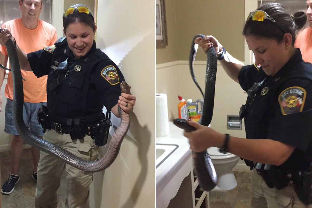 nypost's tweet photo. This deputy captured a snake from a toilet with her bare hands https://t.co/9O3SpxKxkK https://t.co/ckAhwX0ay1