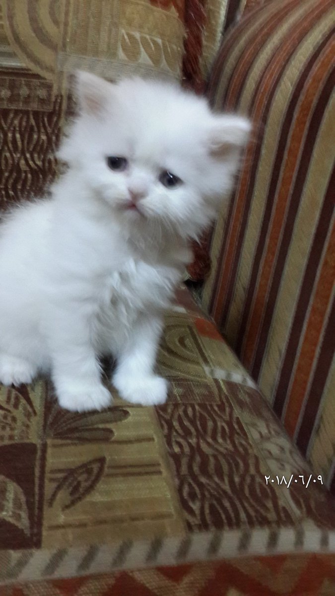 gegecat9's tweet photo. @JeddahCats انثى هاف بيكى للبيع بجدة التواصل 0533025273 https://t.co/aMcKL3KLe5