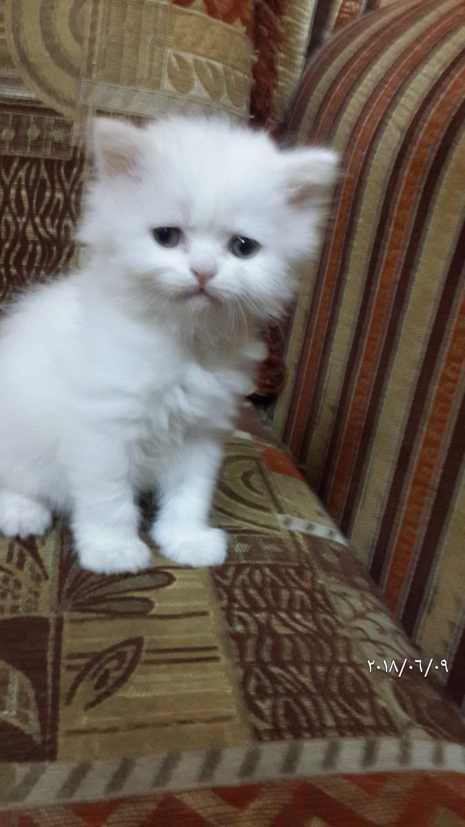 gegecat9's tweet photo. @JeddahCats انثى هاف بيكى للبيع بجدة التواصل 0533025273 https://t.co/aMcKL3KLe5