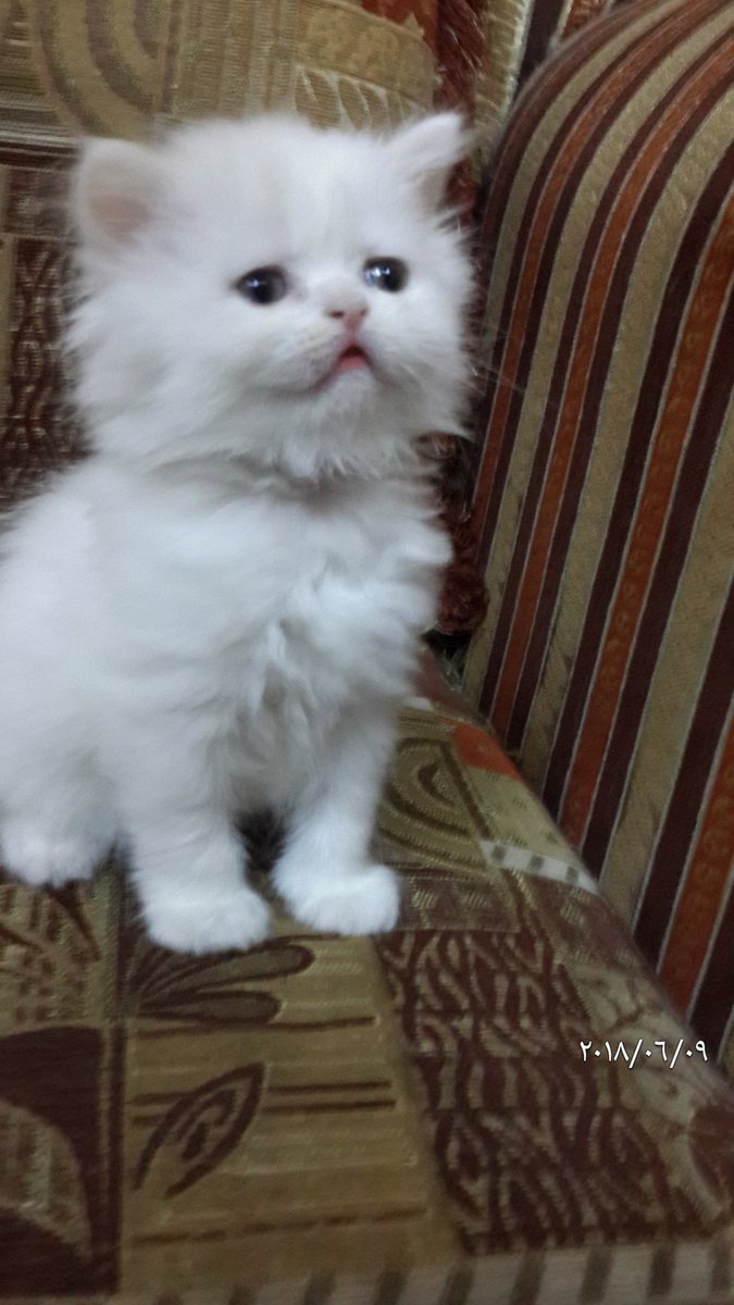 gegecat9's tweet photo. @JeddahCats انثى هاف بيكى للبيع بجدة التواصل 0533025273 https://t.co/aMcKL3KLe5