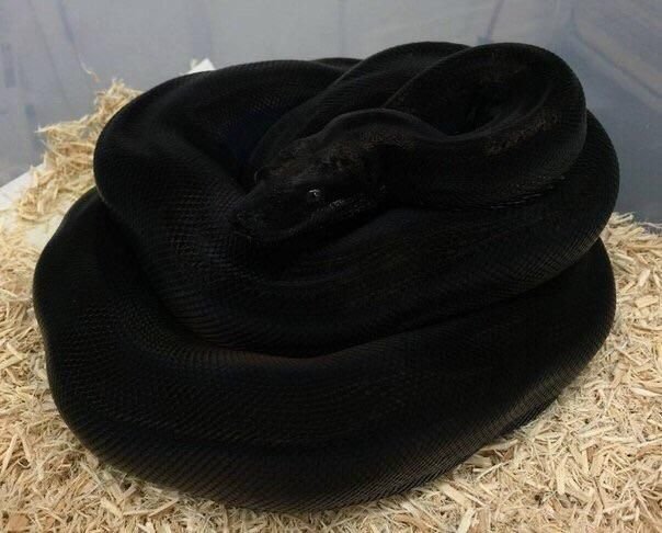 fuzzymugzapp's tweet photo. The blackness of this snake is π± Check out @YupThatExist for more πΈ
.
.
.
.
#pet #animals #snake #ballpython #snakes #reptile #python #reptiles #royalpython #ballpythons #pythonregius #pythons #ballpythonmorphs #reptilelover #herpetology #coldblooded #exoticpets #boa #fuzzymugz https://t.co/yd3pZFGTI6