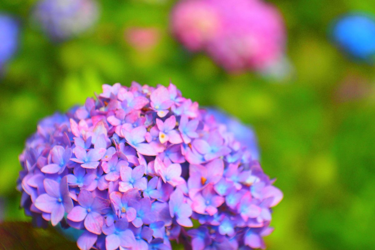 トコハナロジー ダンスパーティー 墨田の花火 万華鏡 アナベル かわいらしい紫陽花の花々 梅雨の景色を美しく彩る季節の花 花言葉 青紫色 青 辛抱強い愛情 白色 寛容 ピンク 赤紫色 元気な女性