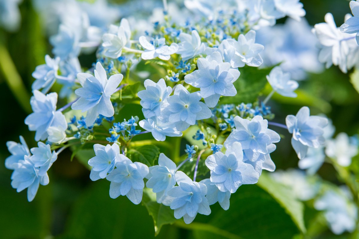 トコハナロジー ダンスパーティー 墨田の花火 万華鏡 アナベル かわいらしい紫陽花の花々 梅雨の景色を美しく彩る季節の花 花言葉 青紫色 青 辛抱強い愛情 白色 寛容 ピンク 赤紫色 元気な女性