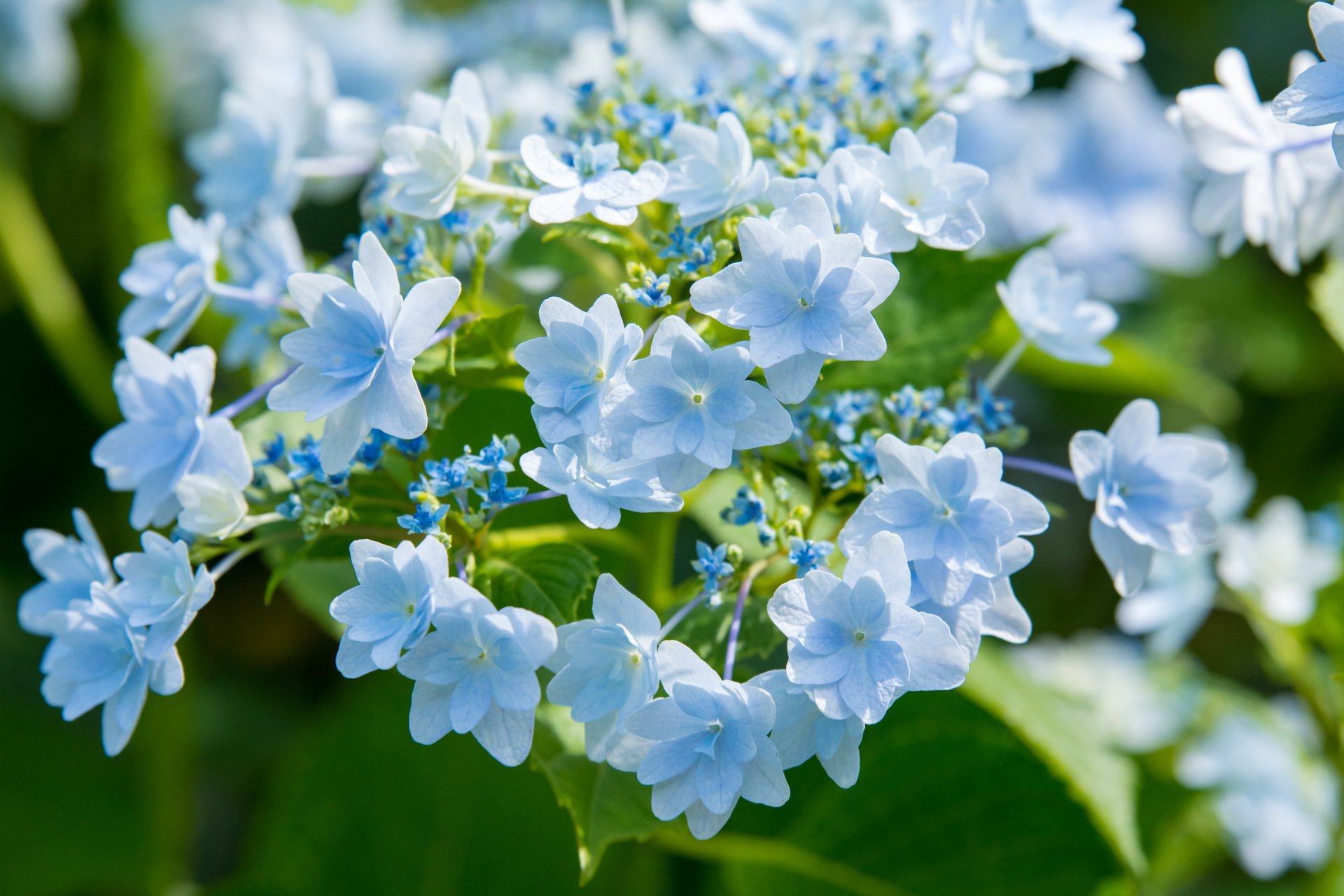 トコハナロジー ダンスパーティー 墨田の花火 万華鏡 アナベル かわいらしい紫陽花の花々 梅雨の景色を美しく彩る季節の花 花言葉 青紫色 青 辛抱強い愛情 白色 寛容 ピンク 赤紫色 元気な女性 T Co L1jtnzeelk Twitter
