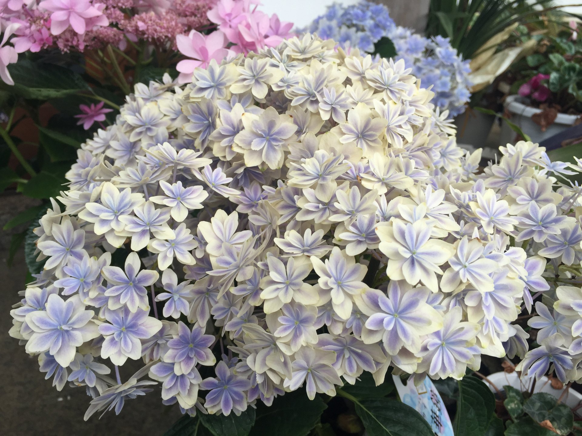 トコハナロジー ダンスパーティー 墨田の花火 万華鏡 アナベル かわいらしい紫陽花の花々 梅雨の景色を美しく彩る季節の花 花言葉 青紫色 青 辛抱強い愛情 白色 寛容 ピンク 赤紫色 元気な女性 T Co L1jtnzeelk Twitter