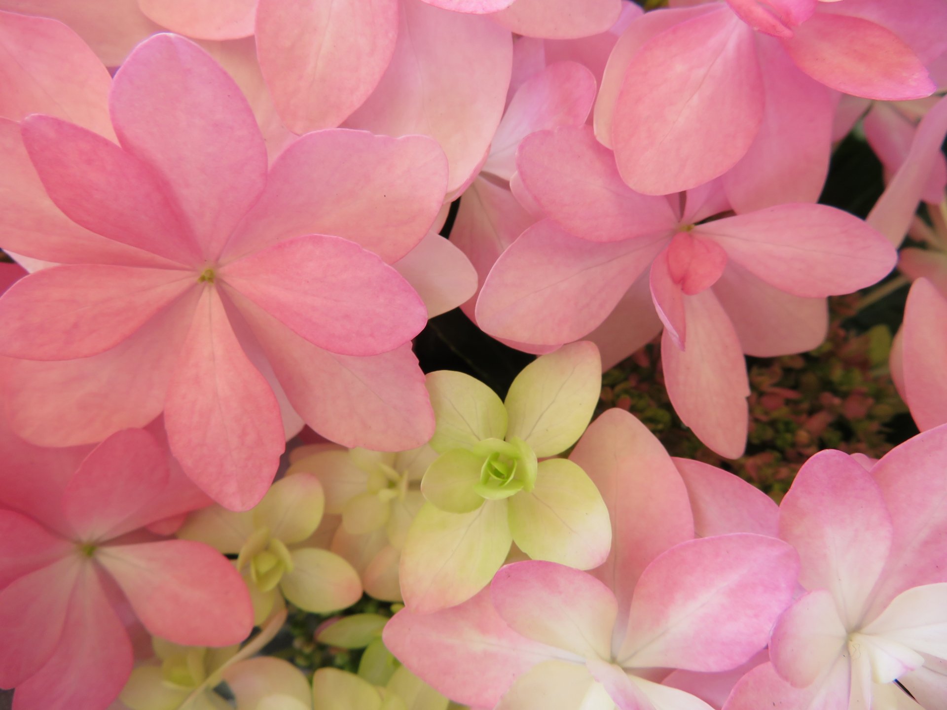 トコハナロジー ダンスパーティー 墨田の花火 万華鏡 アナベル かわいらしい紫陽花の花々 梅雨の景色を美しく彩る季節の花 花言葉 青紫色 青 辛抱強い愛情 白色 寛容 ピンク 赤紫色 元気な女性 T Co L1jtnzeelk Twitter