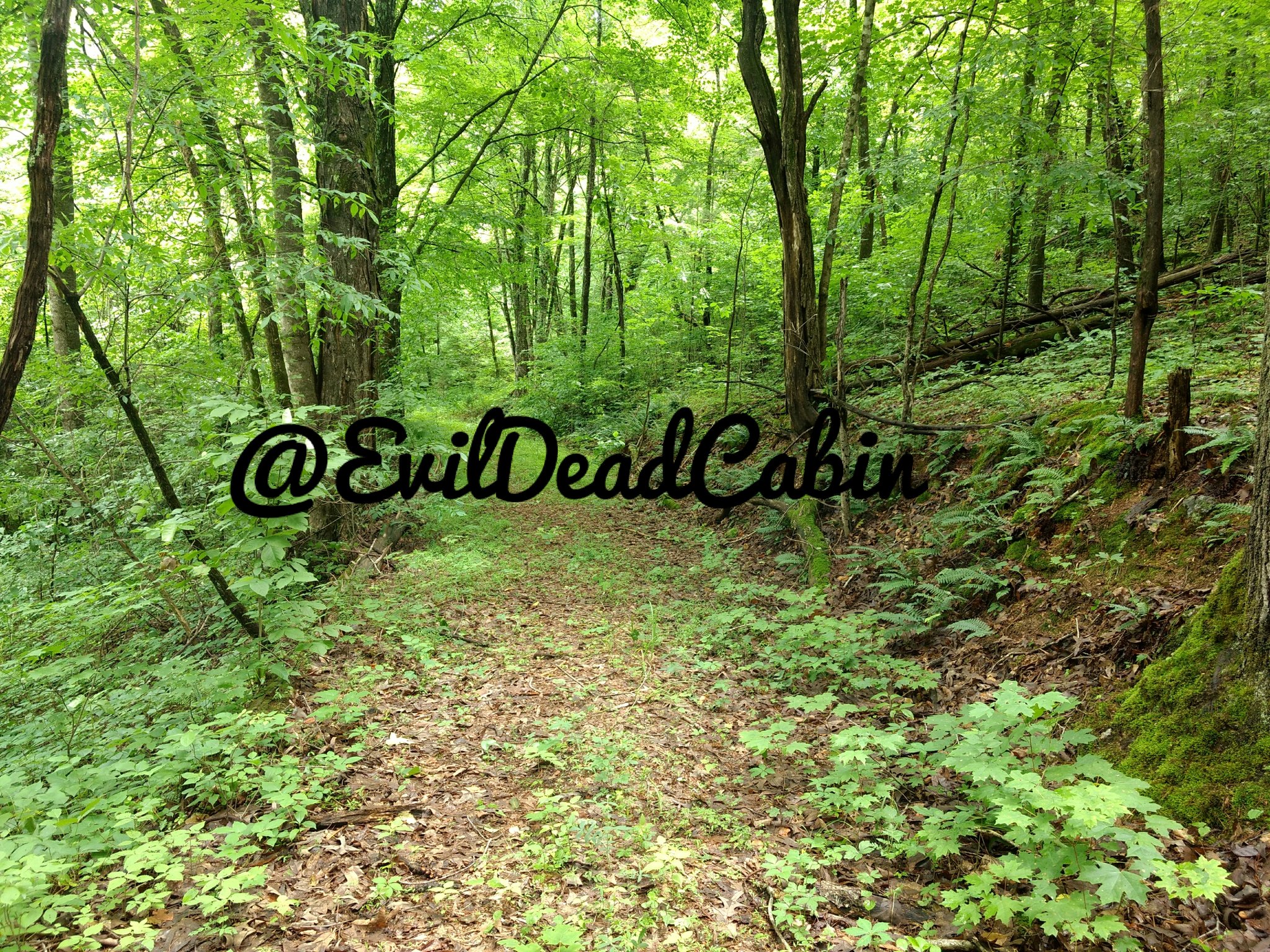 The Evil Dead Cabin On Twitter The Trail To The Evildeadcabin