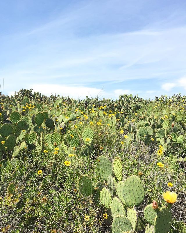 saltedadventure's tweet photo. 🌵c a l i f o r n i a .  b e a u t i f u l 🌵

#saltedadventures #exploremore #discover #california #californiaadventure #socal #cactus #cactuslover #getoutside #naturesbeauty https://t.co/6CCm14zGst https://t.co/yNsP8ZDoEr