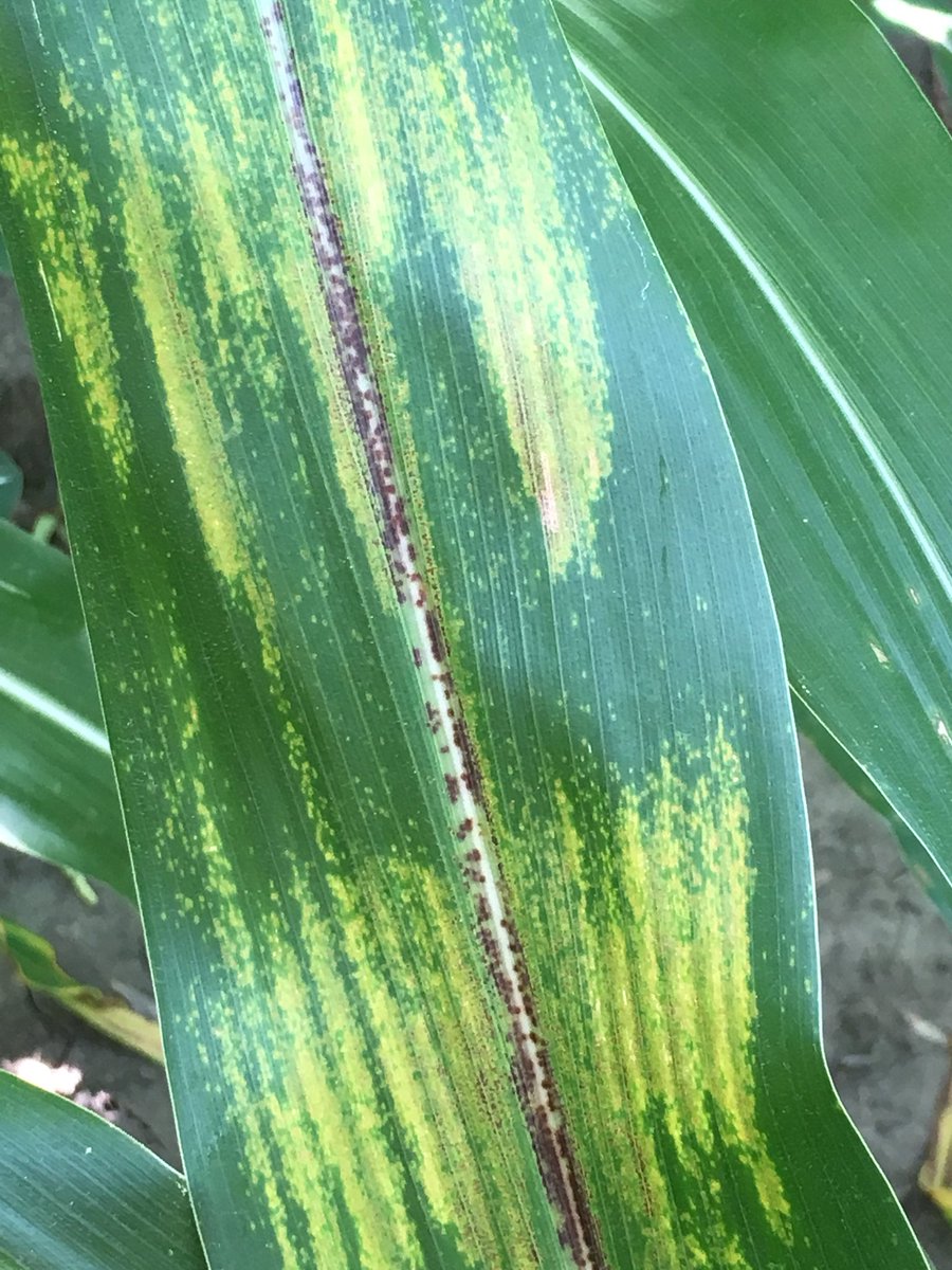 ILGHagronomist's tweet image. Found Physoderma Brown Spot in a corn field today. #scout18 #ILcorn #corndisease generally not big yield impact but be aware of what it looks like &amp;amp; utilize crop rotation and residue management along with proper genetic selection for troublesome fields