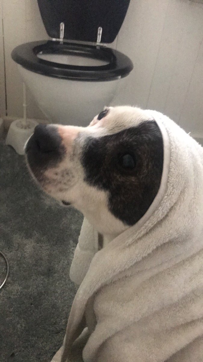 chloecafolla's tweet photo. Last night I lost my best friend of 13 years. I miss you already Dol. thank you for sharing your kindness with me and my family and allowing us to go on your journey through life with you ❤️ rip pretty gal x https://t.co/tHTnUBnlqQ