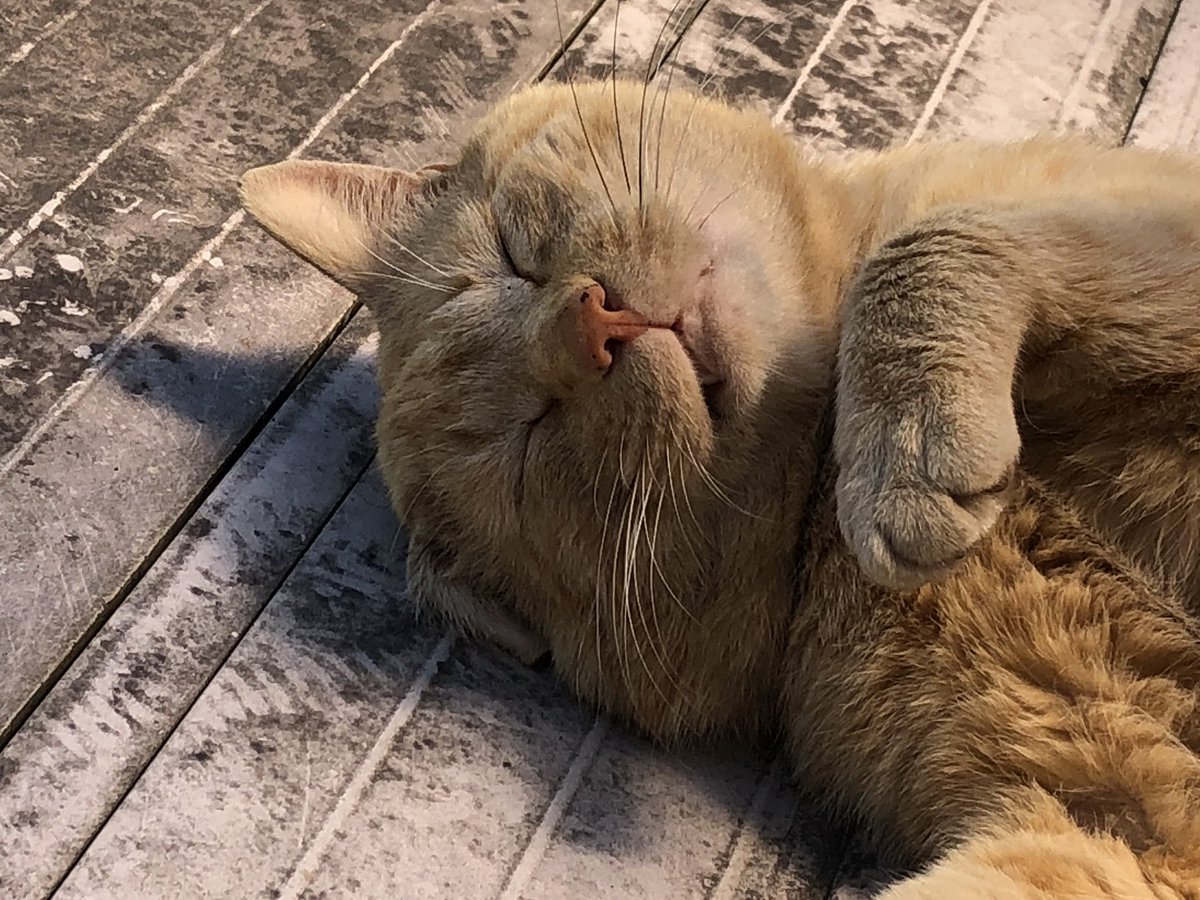 うちの猫が世界で1番可愛い