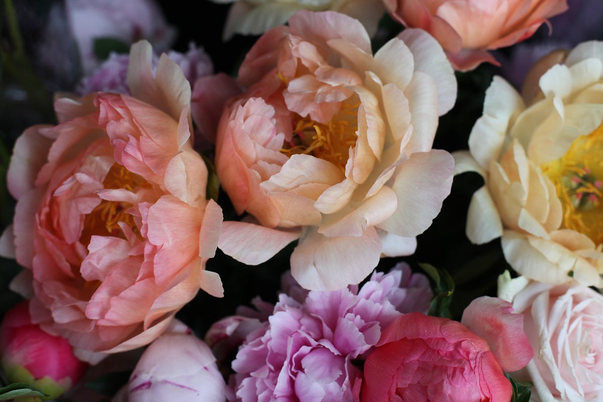 mcqueensflowers's tweet photo. New on #McQueensTheBlog, our top tips on how to improve your flower photography in 5 simple steps... https://t.co/iuyCH7Rlex #flowerphotography https://t.co/bIgiCuml3o