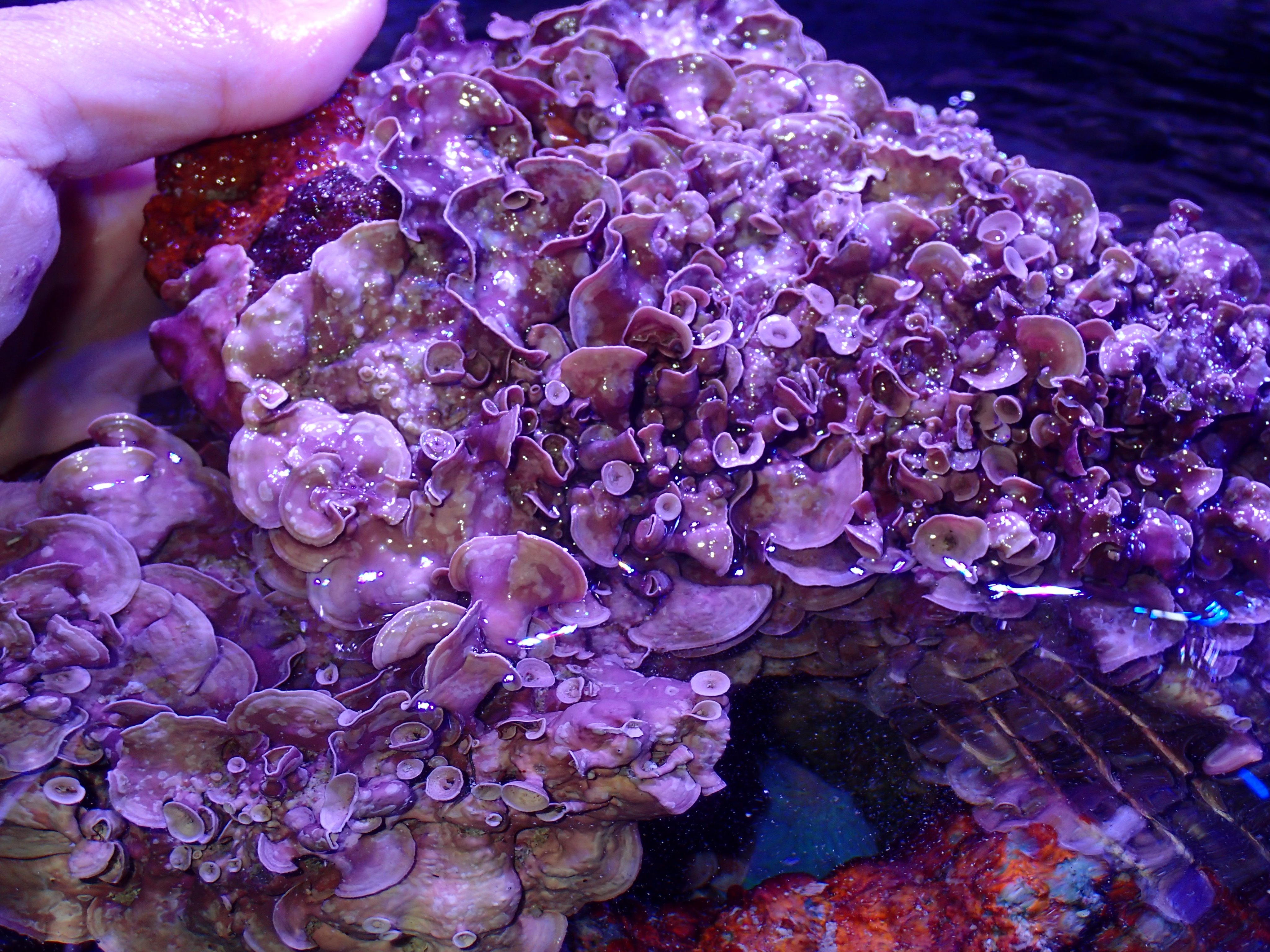 ベッセル ｖｅｓｓｅｌ 海水魚 サンゴ 専門店 Sur Twitter カワライシモ 石灰藻 のフラグも作ってみました ウスコモン状にヒダヒダになる格好良い種類の石灰藻です ライブロック一面に成長するとかなり雰囲気出ますよ ちなみにヤヤ暗め 岩陰など を好むようです