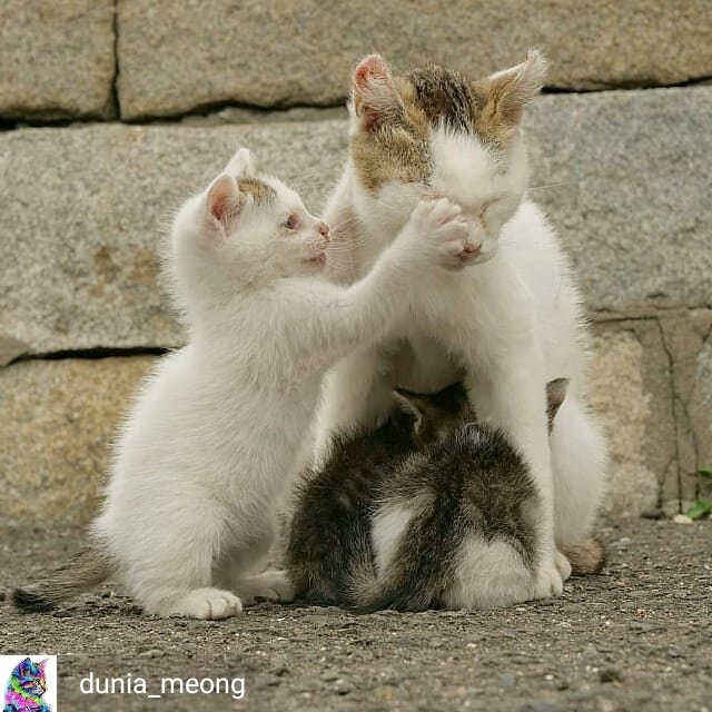 ulat_bulu_bulu's tweet photo. "Jangan nangis mak. Walaupun orang buang kita, tapi kita masih bersama." - kucing jalanan.

#AdoptDontShop https://t.co/T9ht2svXmD
