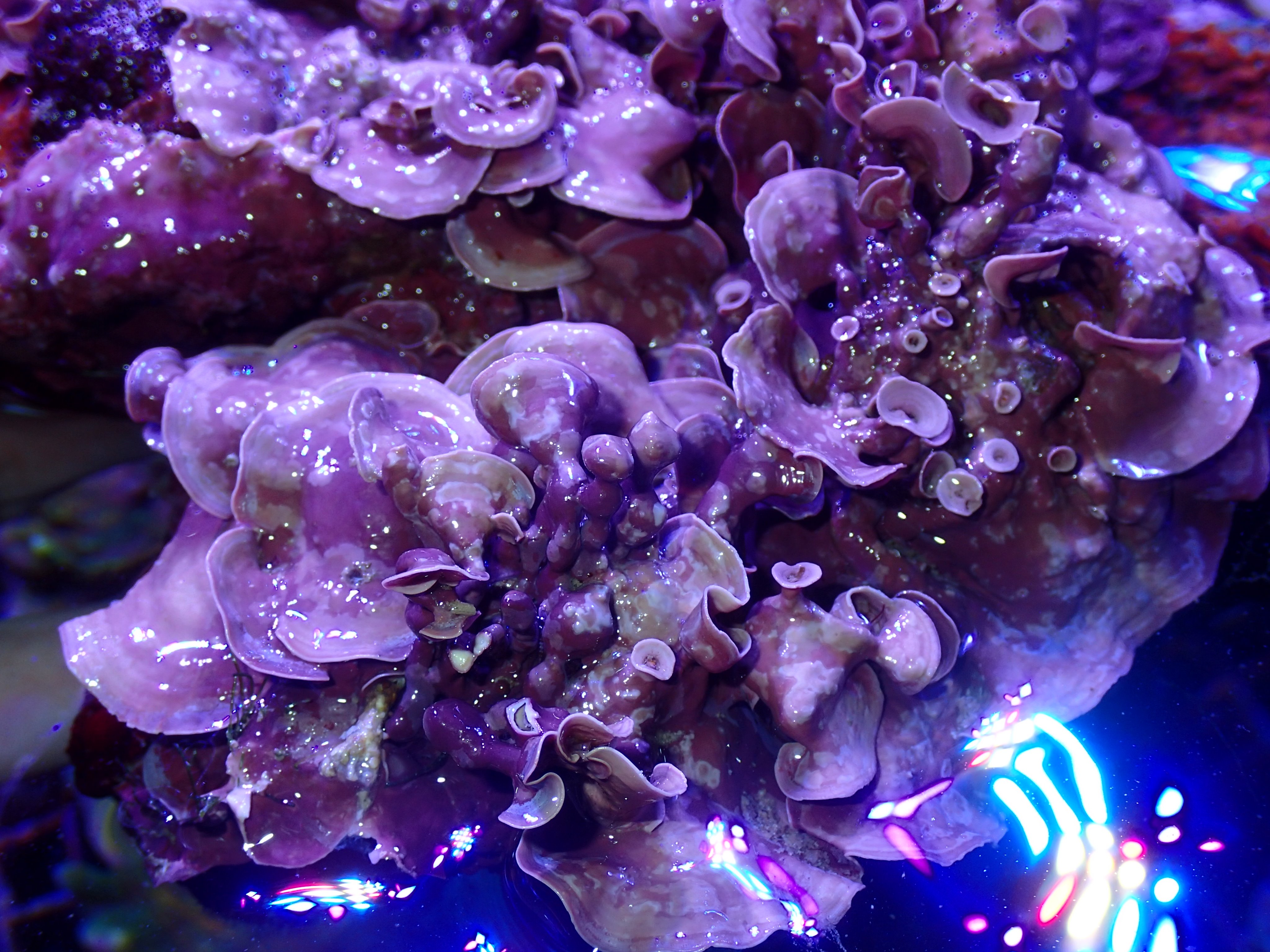ベッセル ｖｅｓｓｅｌ 海水魚 サンゴ 専門店 Sur Twitter カワライシモ 石灰藻 のフラグも作ってみました ウスコモン状にヒダヒダになる格好良い種類の石灰藻です ライブロック一面に成長するとかなり雰囲気出ますよ ちなみにヤヤ暗め 岩陰など を好むようです