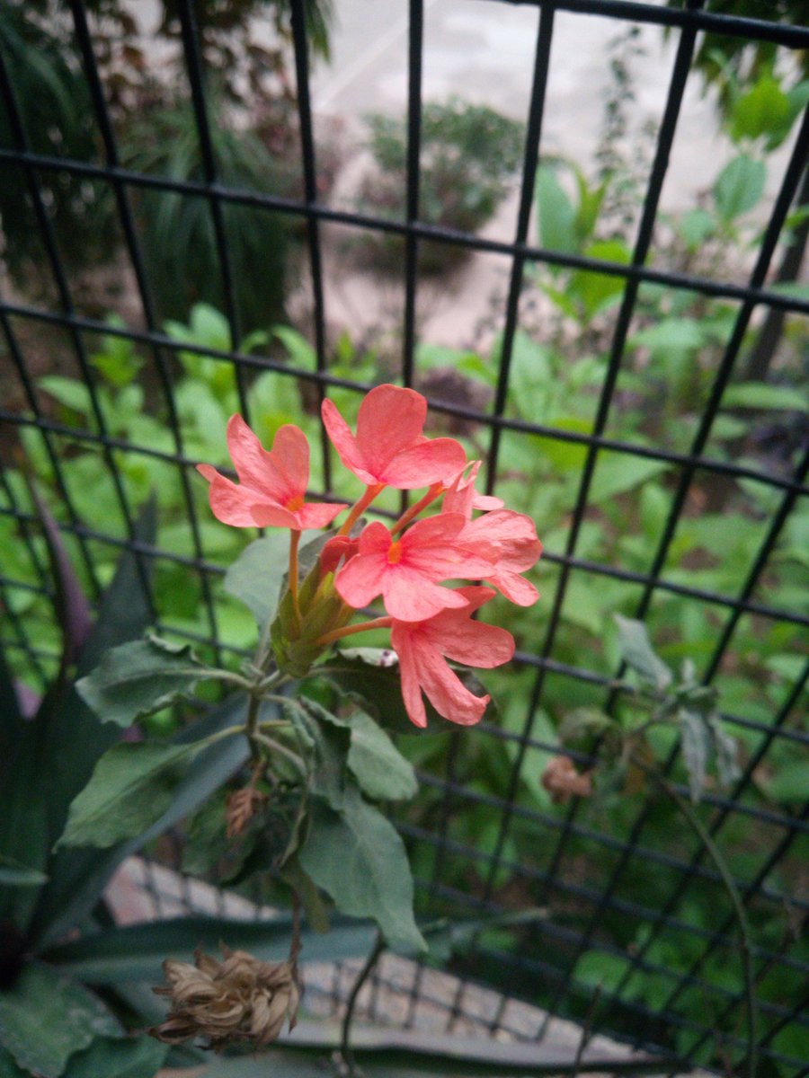 prabhu_ram's tweet image. Here is another photo, taken in low light, with the #ComioX1Note.