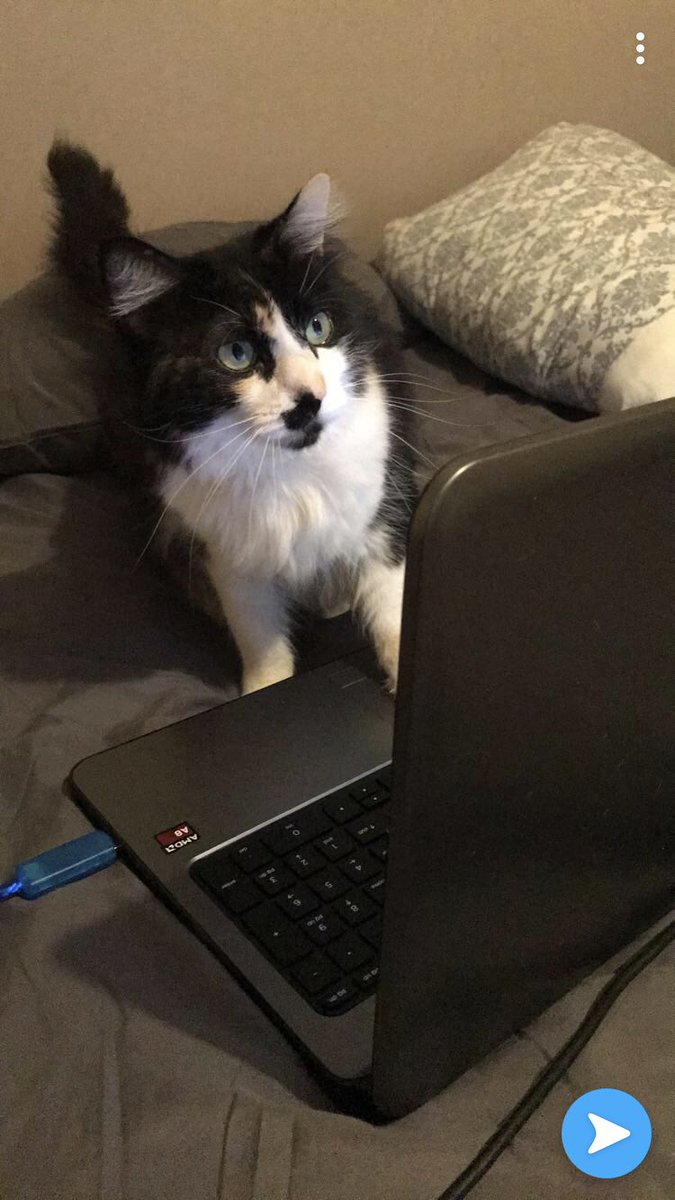 taibayyy's tweet photo. People around MTSU please be on the lookout for my cat, Loki. She has long hair with black, orange, and white markings. Will usually come when called. Please share if around MTSU area so I can find her https://t.co/xdkGgYQvOX