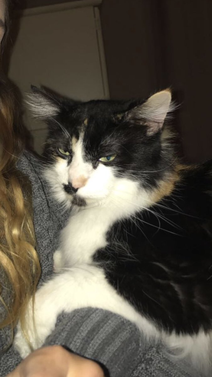 taibayyy's tweet photo. People around MTSU please be on the lookout for my cat, Loki. She has long hair with black, orange, and white markings. Will usually come when called. Please share if around MTSU area so I can find her https://t.co/xdkGgYQvOX