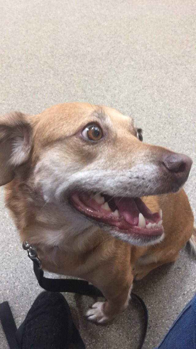 TherapyPupCoop's tweet photo. It’s been 2 days and we’re still awaiting her blood work from @saintfrancisvet The painkillers no longer help but she still has a smile 🐶 https://t.co/f3IJt08sYe