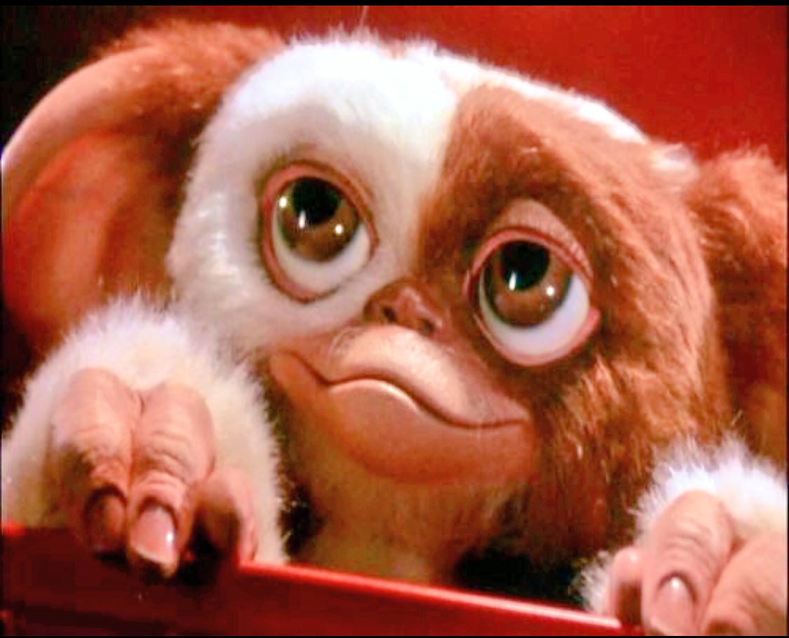BaldFunnyChris's tweet photo. Wanted To Piss My Neighbors Off By Releasing Indigenous Cantonese Gremlins Onto The Neighborhood, So I Threw A Mogwai Into The Pool, But He Just Drowned And Died Instantly.. Hey I Was Not Going To Preform Mouth To Mouth Resuscitation To A Mogwai As They Are Known To Carry Rabies! https://t.co/BtdVL3gP5h