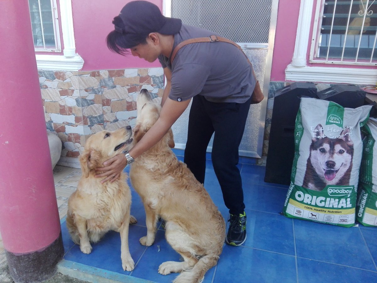 Larrynges's tweet photo. I already miss my babies... 😭😭😭 #GoldenRetrievers #HalfLabrador #MixedBreed https://t.co/xWLI4n24P5