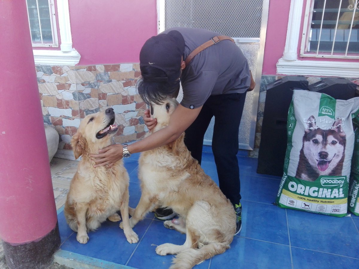 Larrynges's tweet photo. I already miss my babies... 😭😭😭 #GoldenRetrievers #HalfLabrador #MixedBreed https://t.co/xWLI4n24P5