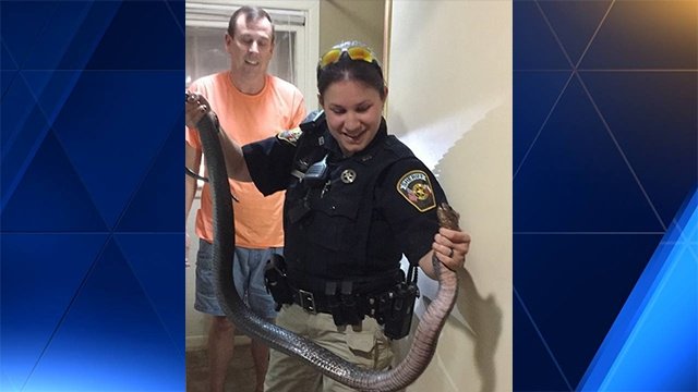 KETV's tweet photo. Snake crawls out of toilet, deputy comes to rescue https://t.co/6M9VMtqY8Z https://t.co/lRtGyLryxV