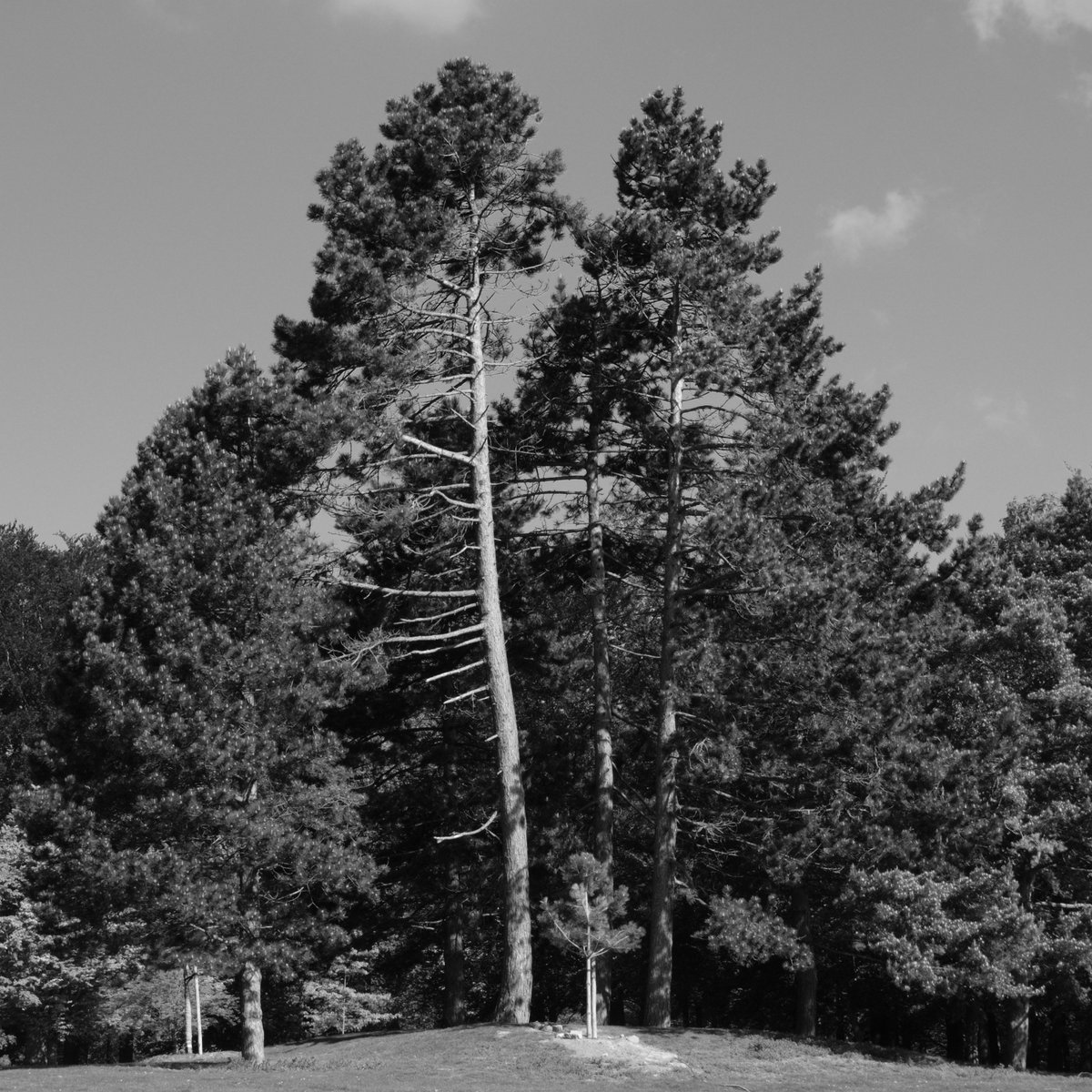 RobertChiorbeja's tweet photo. Firs

#firs #trees #park #laeken #bruxelles #belgium #nature #photography #photographer #fujifilm #fujifilm_xseries #fujifilmxt20 #xt20 #fujinon #beautiful #sky #blackandwhite #monochrome https://t.co/8k0yIUEZCh