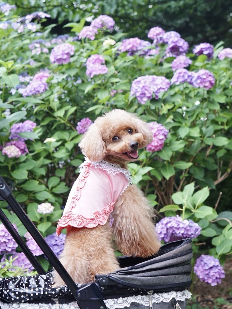 ট ইট র かのんママ 上野公園の紫陽花と Birdie Luxebirdie 犬服 可愛い犬服 おしゃれな犬服 天使のカート シャンアンジェ 紫陽花 花と犬 トイプードル かのん ট ইট র かのんママ 上野公園の紫陽花と Birdie Luxebirdie 犬服 可愛い犬服 おしゃれな犬服 天使のカート シャンアンジェ 紫陽花 花と犬 トイプードル かのん