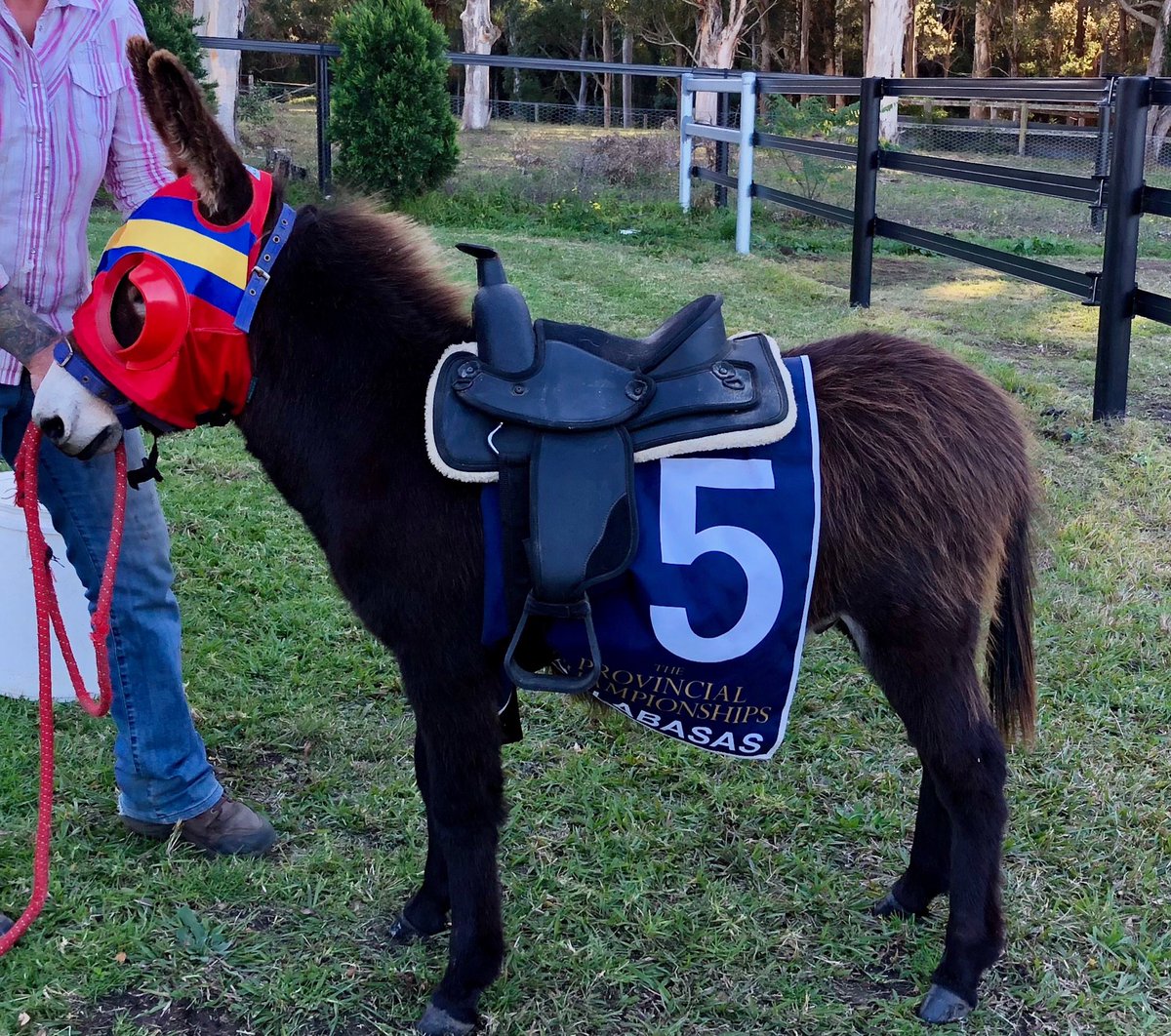 kimwaugh6's tweet image. Are there any Slots left in the Everest Bully is flying since I put the blinkers on him.            # racing Stripes 👌👌🍷🍷