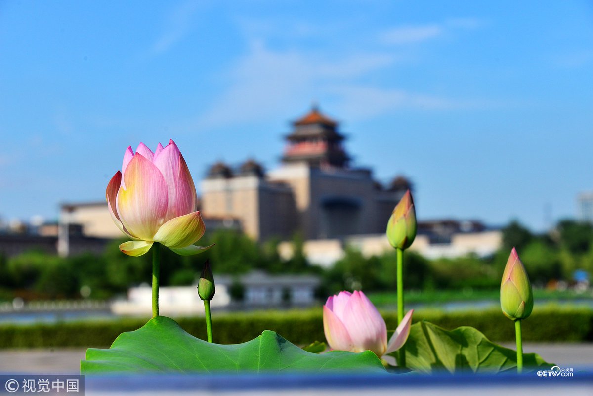Cctv على تويتر 大美中國北京蓮花池公園映日荷花別樣紅 北京蓮花 池公園是一級古遺址公園 也是北京夏季觀賞荷花的著名景點之一 公園裡的荷花色彩多樣 品種繁多 形成接天蓮葉無窮碧 映日荷花別樣紅的美景