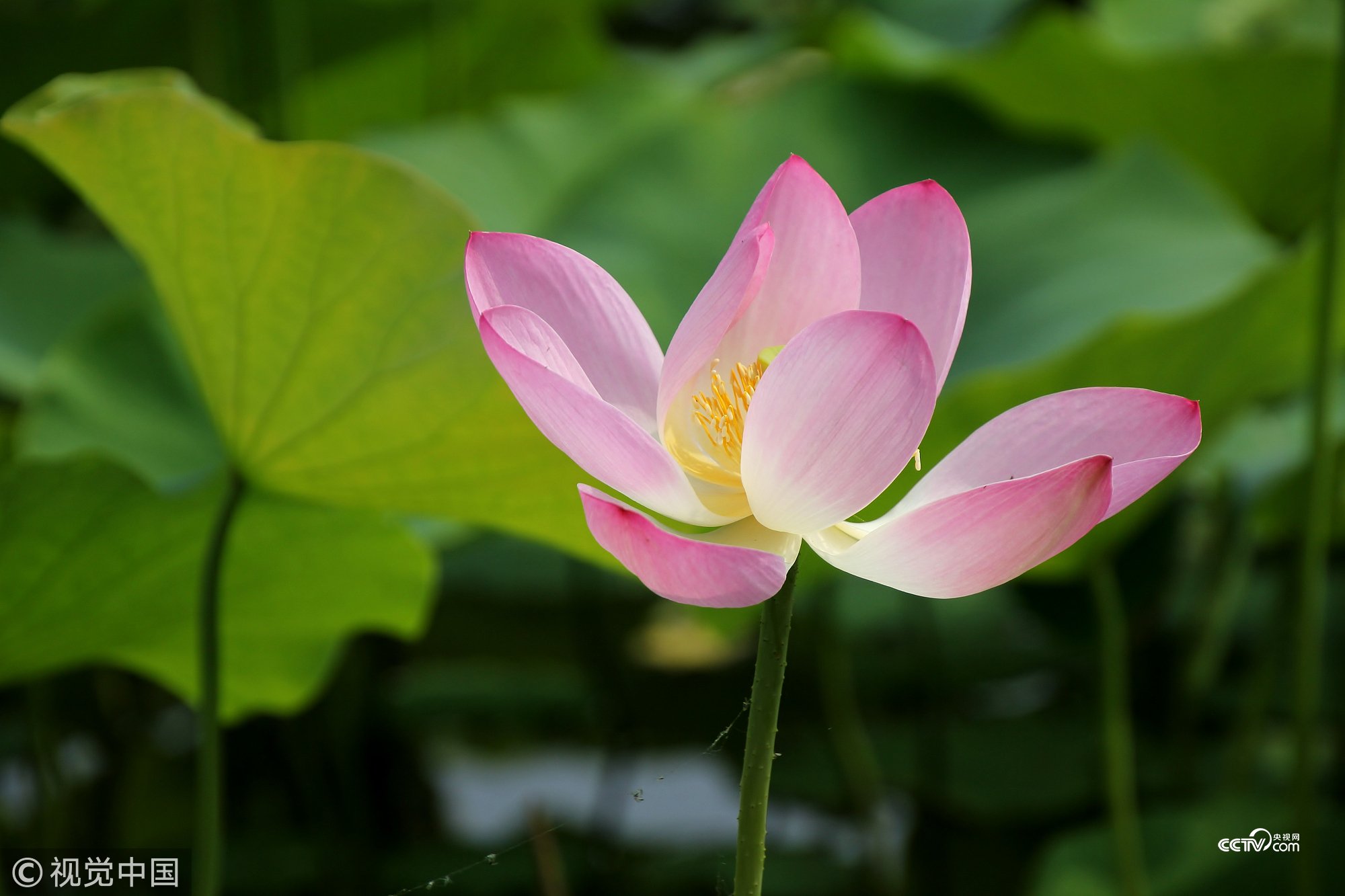 Cctv 大美中國北京蓮花池公園映日荷花別樣紅 北京蓮花 池公園是一級古遺址公園 也是北京夏季觀賞荷花的著名景點之一 公園裡的荷花色彩多樣 品種繁多 形成接天蓮葉無窮碧 映日荷花別樣紅的美景 T Co Adqotjp7ik Twitter