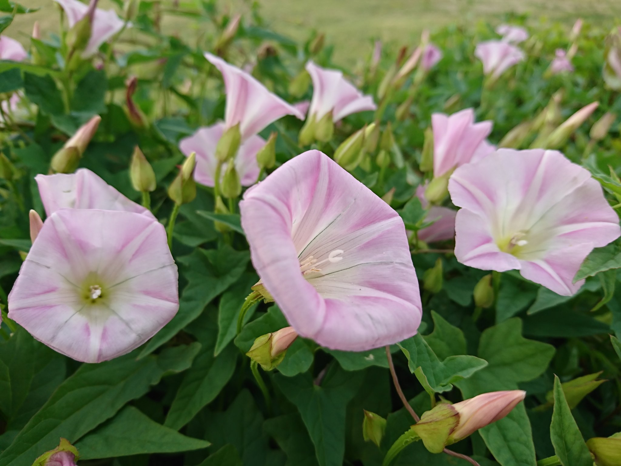 みぃ ヒルガオ 昼顔 花 花写真 花写っと お写ん歩 T Co Q1nbyhv8d4 Twitter