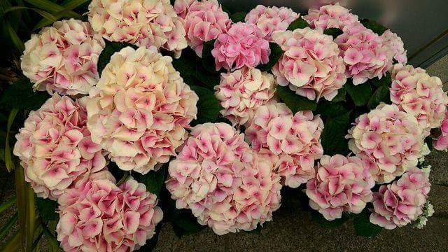 相撲 ファン Sumo Fan Sumo Tokyo Twitter