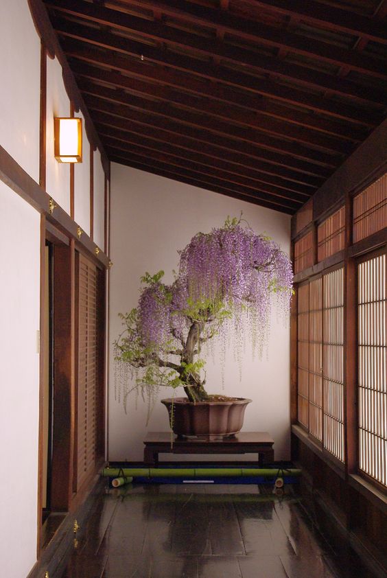 CGdrawing's tweet photo. Wisteria flowers https://t.co/88Zdp3ST9T