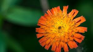 Helen McGregor (@drhelenmcgregor) on Twitter photo This innocent looking flower could mean havoc for Australian agriculture & the spectacular Kosciuszko alpine region. <a href="/DrNickGill/">Nicholas Gill</a> & team in action to stop its spread #WEEDS #uowresearch stand.uow.edu.au/hunt-for-hawkw… This innocent looking flower could mean havoc for Australian agriculture & the spectacular Kosciuszko alpine region. <a href="/DrNickGill/">Nicholas Gill</a> & team in action to stop its spread #WEEDS #uowresearch stand.uow.edu.au/hunt-for-hawkw…