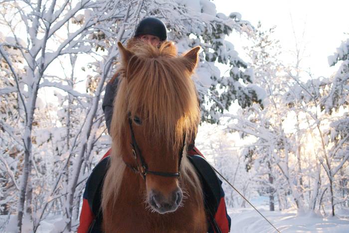 Randocheval's tweet photo. #LAPONIE - Les réservations sont ouvertes pour nos séjours à #cheval de l'#hiver 2018-2019 !
=> Plus d'infos : https://t.co/tS5Hwafa7f
=> Contactez-nous au 04 37 02 2000 ou info@randocheval.com
#voyage #randocheval https://t.co/fnUtYtcilN