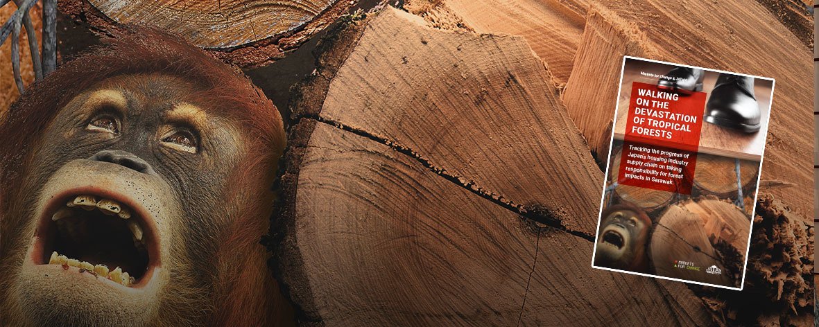 bmfonds's tweet photo. NEW investigation shows: Japanese consumers are literally walking on floors that are the product of forest destruction on #Borneo ! Read the report by @markets4change here: https://t.co/hLlD9ycRq4 https://t.co/6f1Xw0qe2U