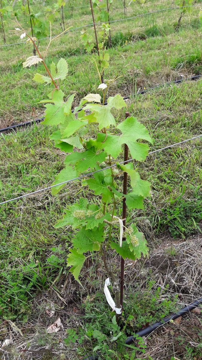 Palou8176's tweet photo. Début de floraison sur cépage anglais #bacchus dans notre jeune #vigne #normandie #InVignoMeritas @Gilbert_Renard @BrianHa77643737 https://t.co/EBBCkLGUm2