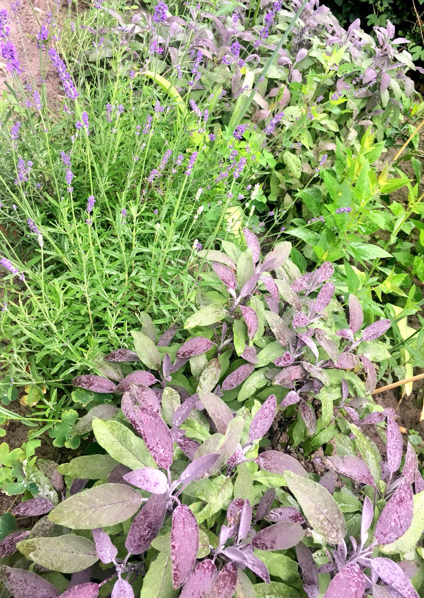 maikekaspers's tweet photo. Dikke vrienden: Salie en Lavendel. #paars #blad #bloemen #beplanting #lavender #salvia https://t.co/XJrWhoR0pq