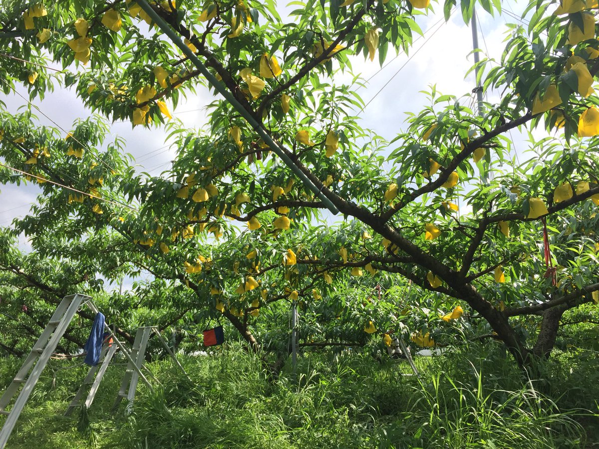 이틀전 최종 적과하며 확인한 열매를 다시 만지고 눈으로 확인하고 봉지를 씌운다.