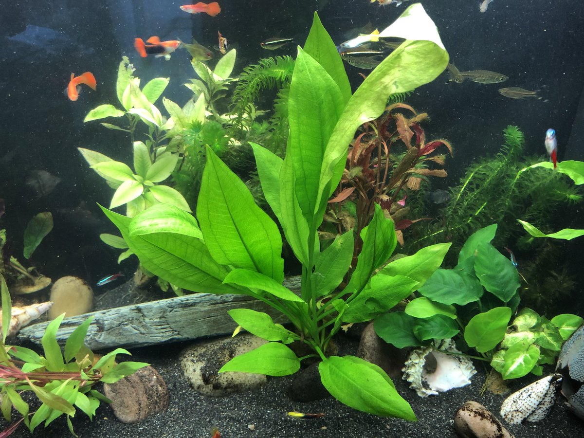 Extreme #Aquarium decoration at its finest by Happyarium.com . Get in touch for ideas and other fish tank services. 

🐠🎏 Get a free &amp; instant quote online now 📲 on Happyarium.com 

🌈 Make your Aquarium a #Happyarium 🌈