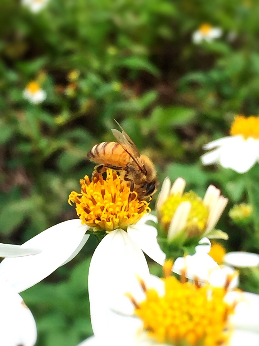 Tiny bee over #whitechrysanthemum #flower in my garden.