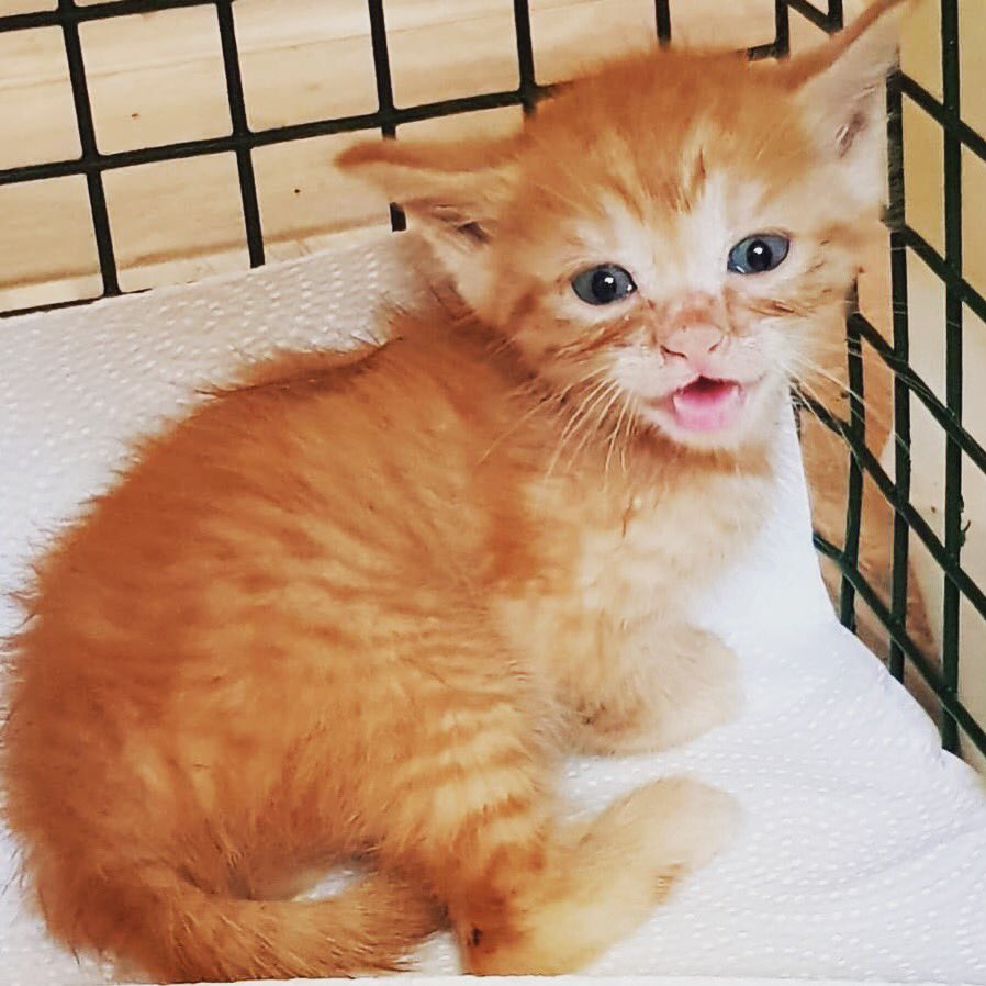 furz_aid's tweet photo. Good morning world. I’d really love someone to love me. This little cherub was rescued off the streets of Ibiza and is being fostered by the amazing volunteers of @care4catsibiza
Special thanks to them in #ibiza🍒 #helpanimals #petlover #JustTry #FurzAid #catsofibiza #ibizacats https://t.co/ARYl2hdjmA