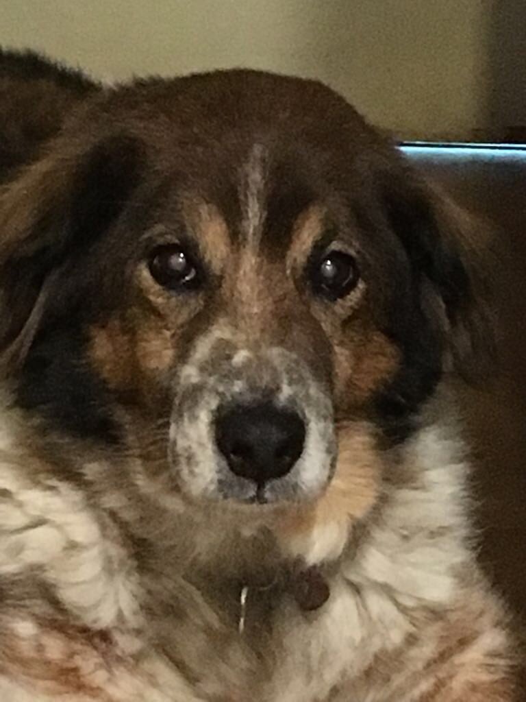 jorgesuaritos's tweet photo. Ayer se fue mi amigo del alma con 16 maravillosos años.
Vas a estar siempre conmigo Novecento !! Te ame. https://t.co/CgGwci6xVF