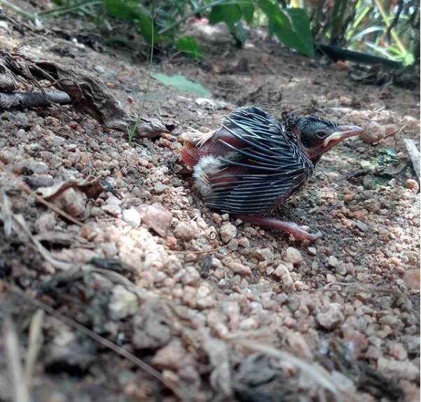 InFocus_IN's tweet photo. Jithendra Nara expands his vision to welcome a newborn birdie on his #InFocusVision3!
Share such splendid shots clicked on your #InFocus smartphone using the hashtag #ShotOnInFocus and tag us to get featured here! 
#BeyondYourVision https://t.co/f8WX3k3tLI