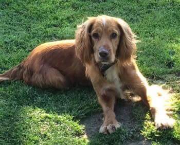 MissingPetsGB's tweet photo. #Shrewsbury area - @NWDogRescue
🐶 #MISSING 11/6/18:
BARNEY
Male Cocker Spaniel
#SuttonFarm area #Shrewsbury, Tilstock, Crescent, #SY2
Young Adult. Red.
❗Doesn’t know Area and not used to busy roads.❗
https://t.co/cvtu2JET3q https://t.co/7v2K4wpNAH